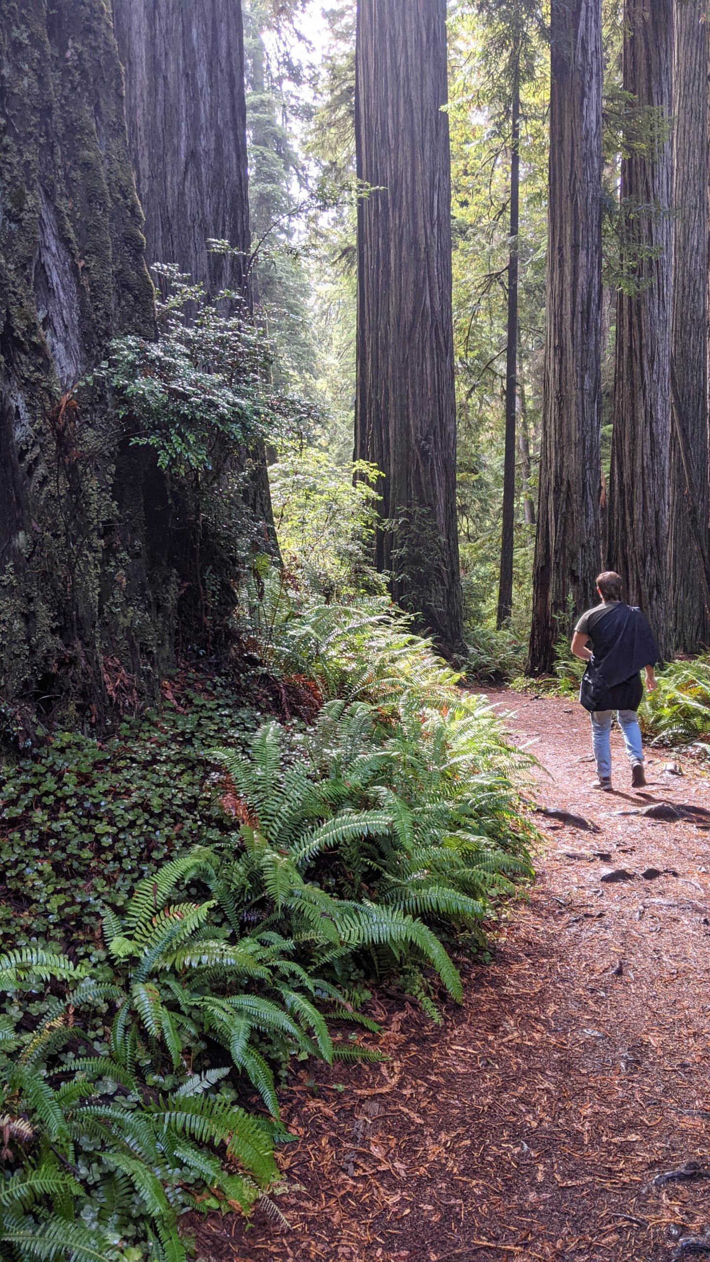 Man walking in redwoods
